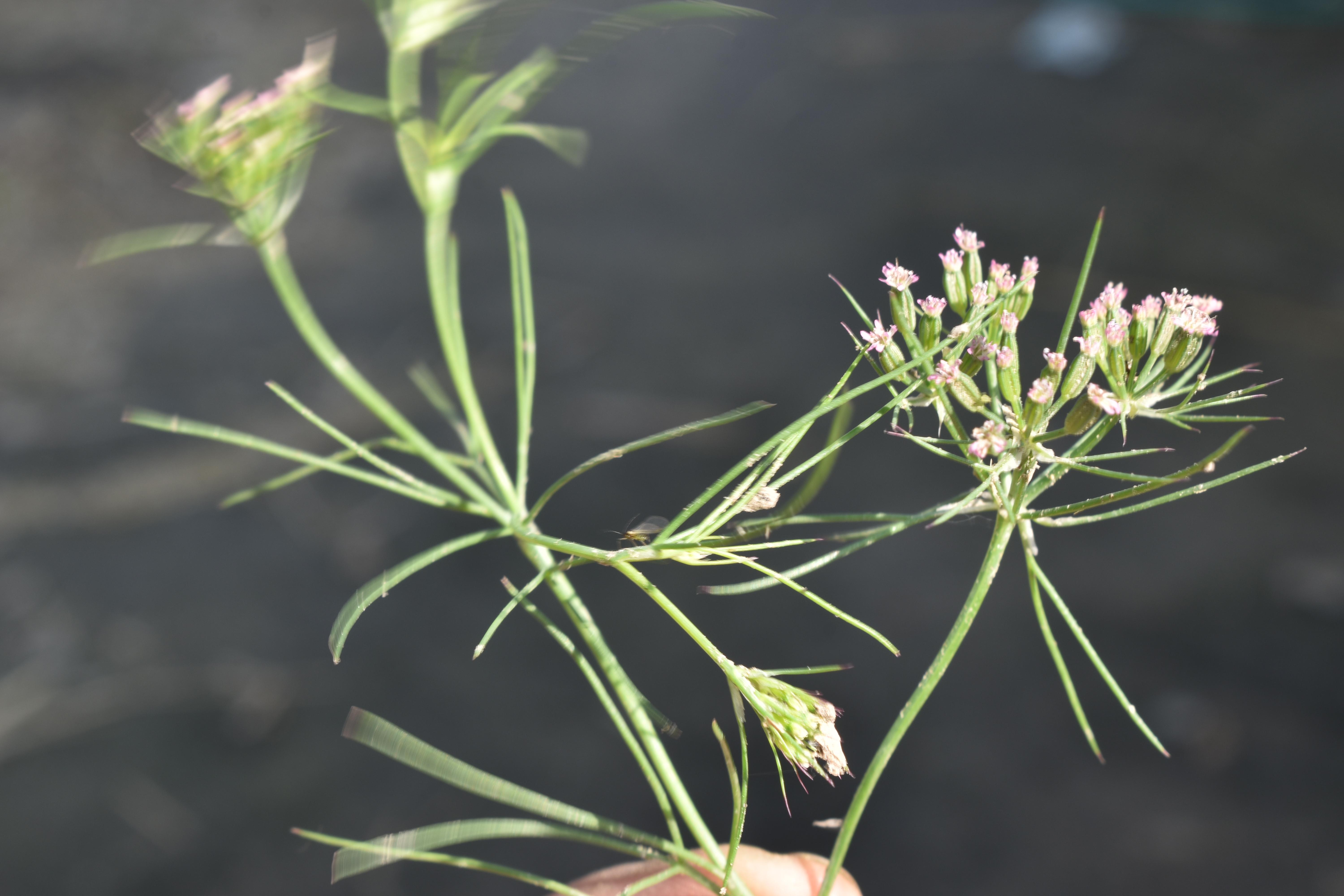 Cuminum cyminum – eFlora of India
